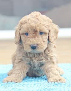 mini labradoodle for sale