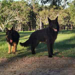 German shepherd dogs, mature. 8 month. Breeding, guard, pets