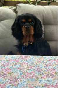 Cavalier King Charles spaniel one year old female