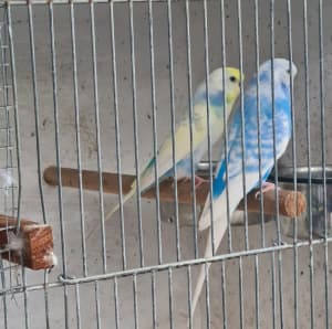 Budgie pairs for sale