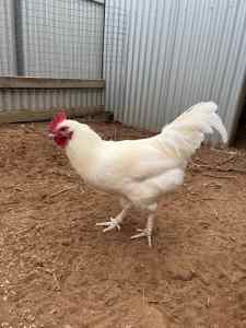 Young Rooster
