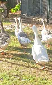 Geese for a good home 