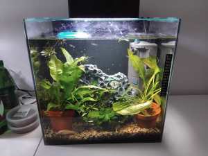 Complete Aquarium inc Fish, Shrimp, Filter and Heater