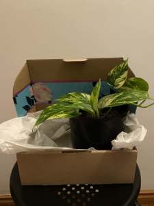 Indoor Plants - gifts