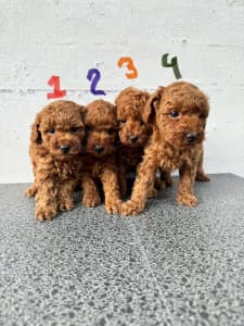 Pure Toy poodle puppies
