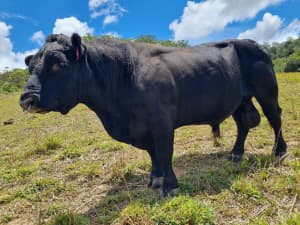 Exceptional proven Lowline Angus registered bull(RC). Ekka show winner