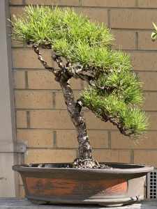 Japanese Black Pine Bonsai 20Yrs