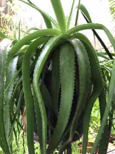 LUSCIOUS multiheaded aloe~type. draping, sculptural. Stunning Beauty 