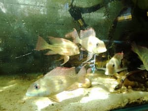 Goldfish & Cichlids Sale - American & African Cichlids