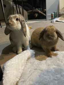 Pair of rabbits for sale (male - white and female- ginger)