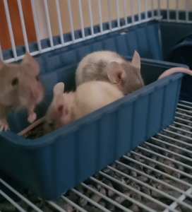 3 pet mice with cage 