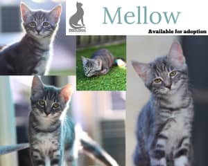 Mellow! Cool, calm and collected tabby kitten - Deedlebug Cat Rescue