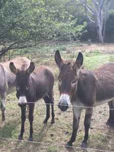 Young small donkey male foal looking for new home $1800