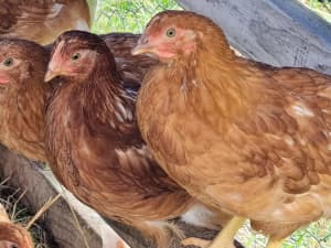 ISA Brown pullets (hens/females) POL - backyard layers