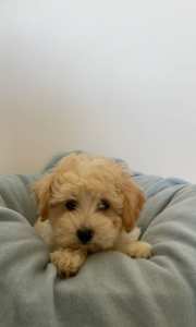 Maltese X Toy Poodle