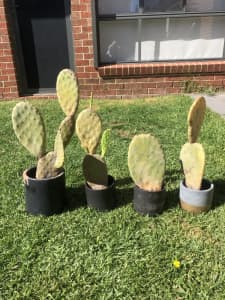 Cactus pots x 4