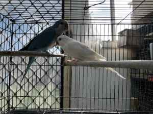 Quaker parrot birds