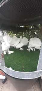 9 x WHITE INDIAN FANTAIL PIGEONS