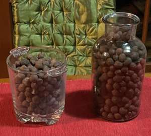 Two Hydro Plant Glass Jugs with Porous Clay Aggregate Pebbles