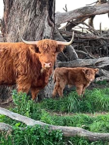 Highland cows with calves at foot.