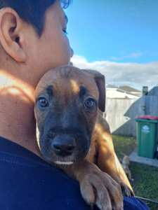 Adorable Staffy Puppies (NEGOTIABLE)