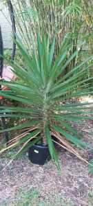 Yucca varios sizes from $20