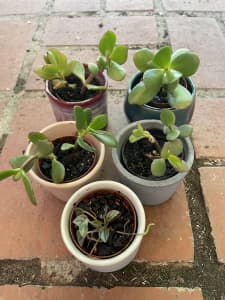 Small decorative pots with jade & Peperomia, indoor or outdoor plants