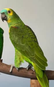 Female Amazon Parrot