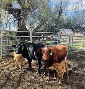 💥 SOLD PENDING PAYMENT 💥 2 x Lovely Quiet Cows with Heifer Calves