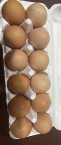 Free range chicken eggs