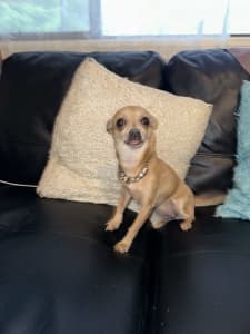 Chihuahua pure breed female pup