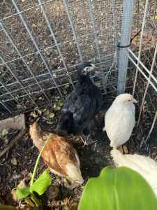 Guaranteed female chickens pullets (laying hens)