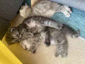 3 Little British Longhair Kittens 