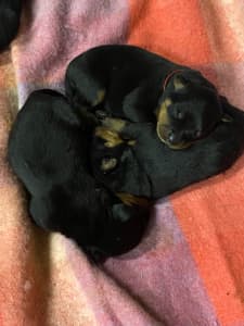 PEDIGREE MALE ROTTWEILER PUP WITH PAPERS