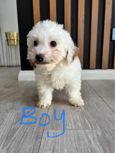 Cavoodle Puppies for Sale- Last One Left! Male