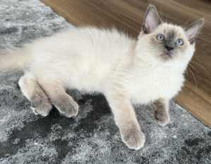 Ragdoll kittens updated pics 😻 MALE AVAILABLE 