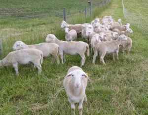 White Dorper lambs pure breed