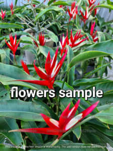 1 x Heliconia RED Christmas Plant Rhizome without pot or soil
