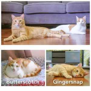 6938/37: Butterscotch/Ginger Snap- CAT for ADOPTION- Vet Work Included