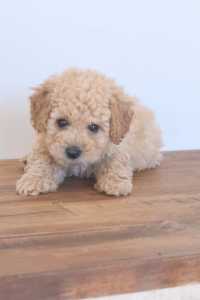 Beautiful toy cavoodle puppies (open to offers)