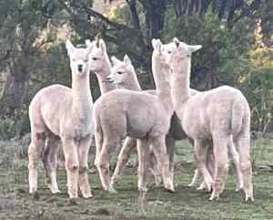 Need some more protection with these Quality Male Suri Alpaca