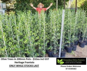 Olive Trees - Absolute Quality Plants Tree Heritage Frantoio Mudgeeraba Gold Coast South Preview