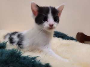 Cute and adorable Male kitten
