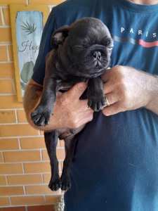Pure pug black M puppy looking for his forever home