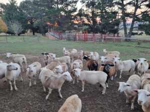 Dorper Ewes and Wethers / Dorper Sheep