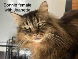Bonnie - Perth Animal Rescue inc vet work cat/kitten