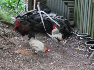 Roosters needing homes, moving and cant take them all