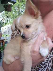 READY TO GO NOW! Female long-haired chihuahua puppy! 