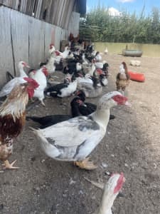 Lots of Muscovy and Free Range Roosters