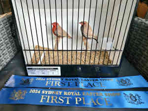 Show Pair Fawn Painted Finches